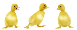Duckling Photography Prints: Ducklings