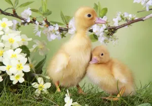 Easter Prints: Ducklings in Spring Print