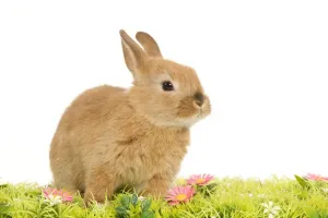 White Background Pet Photography Prints: Dwarf Rabbit - in studio with flowers