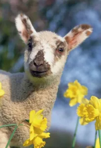 Easter Prints: Daffodil Lamb Print