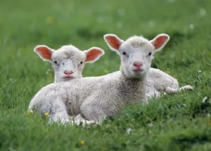 Countryside Photography Prints: LAMBS - two lying down in field