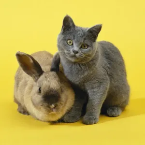 John Daniels Artwork Prints: Rabbit & Cat - kitten