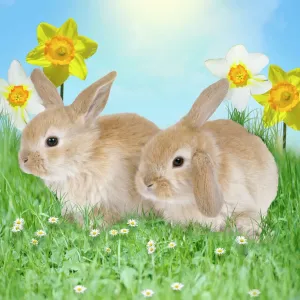 Easter Prints: Rabbit Print with Daffodils and Grass
