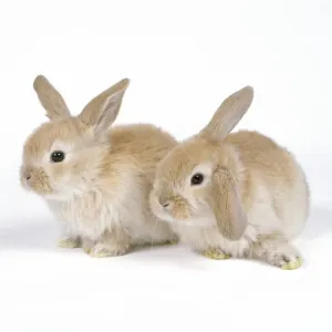John Daniels Wildlife Photos Prints: Rabbit - x2 three weeks old