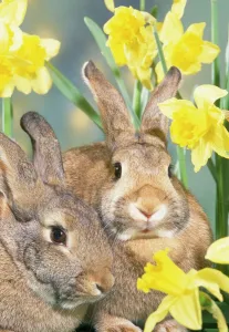 Rabbits in Daffodils Print