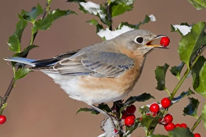 Eastern Bluebird - female eating holly berries in winter Eastern Bluebird - female eating holly berries in winter