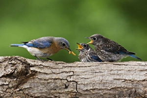 Eastern Bluebird - female feeding youngsters, June Eastern Bluebird - female feeding youngsters, June