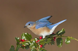 Eastern Bluebird male with holly berries in winter Eastern Bluebird male with holly berries in winter