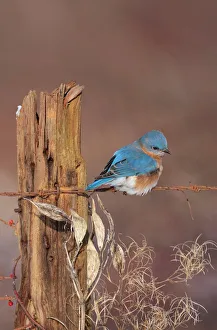 Eastern Bluebird - male in winter Eastern Bluebird - male in winter