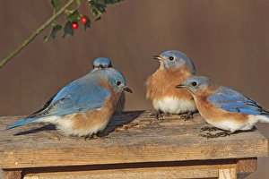 Eastern Bluebird - males at bluebird feeder Eastern Bluebird - males at bluebird feeder