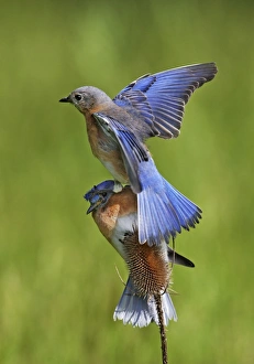 Eastern Bluebird pair, female landing on top of male Eastern Bluebird pair, female landing on top of male