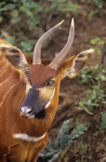 Unique Animal Wall Art Prints: Eastern Bongo Antelope