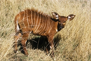 Eastern Bongo Antelope - calf Eastern Bongo Antelope - calf