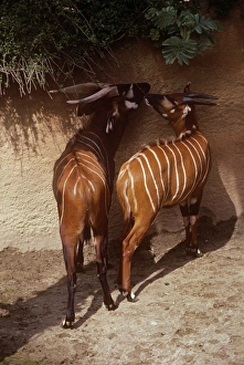 Eastern Bongo Antelope - male & female Eastern Bongo Antelope - male & female
