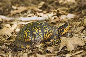 Wildlife Reptiles Prints: Eastern Box Turtle