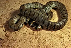 Venomous Snakes Australia Prints: Eastern brown snake