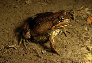 Australian Frogs Prints: Eastern / Dumerils banjo frog