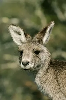 Australasian Wildlife Photography Prints: Eastern Grey Kangaroo