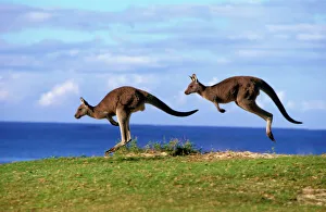 Eastern Grey Kangaroo - Two animals hopping Eastern Grey Kangaroo - Two animals hopping