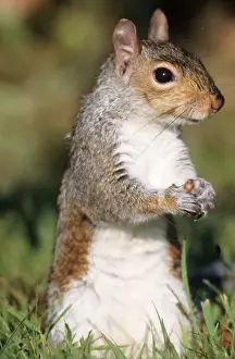 Sciurus Carolinensis Images Prints: Eastern Grey Squirrel - foraging Hamden, Connecticut. USA