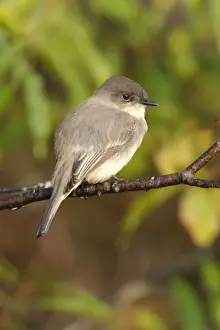 Wildlife Art Prints For Sale Prints: Eastern Phoebe