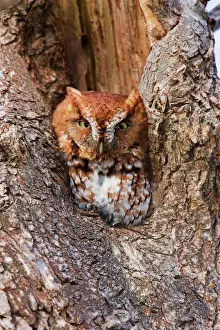 Prints of JZ-2646 Eastern Screech-Owl USA Otus asio Jim Zipp Please note that prints are for personal display purposes only and may not be reproduced in any way. Eastern Screech Owl Prints: Eastern Screech-Owl Print (Otus asio)