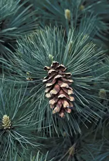 Close Up Pine Tree Prints: Eastern White Pine