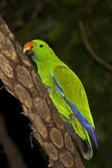 Eclectus parrot - male trimming beak on bark, captive animal Eclectus parrot - male trimming beak on bark, captive animal