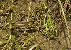 Pond Dwelling Frogs Prints: Edible / Common Frogs, basking in sun