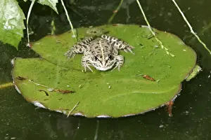 M Watson Wildlife Photography Prints: Edible Frog
