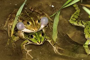 Amphibian Courtship Display Prints: Edible Frog - amplexus - calling - Switzerland