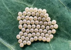 Wildlife Art Prints: Eggs of Hebrew Character Moth UK