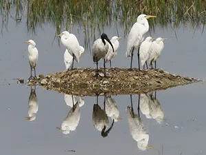 Egrets & Ibis refections Egretta sp Rajasthan, India BI032056 Egrets & Ibis refections Egretta sp Rajasthan Egrets & Ibis refections Egretta sp Rajasthan, India BI032056 Egrets & Ibis refections Egretta sp Rajasthan