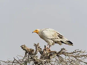 Egyptian Vulture Neophron percnopterus Rajasthan, India BI031978 Date: 21-Feb-20 Egyptian Vulture Neophron percnopterus Rajasthan, India BI031978 Date: 21-Feb-20