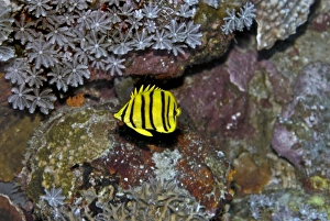 Eight-banded Butterflyfish - yellow version - feeds exclusively on coral polyps Eight-banded Butterflyfish - yellow version - feeds exclusively on coral polyps