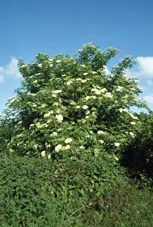 Ardea Wildlife Prints: Elder - in flower