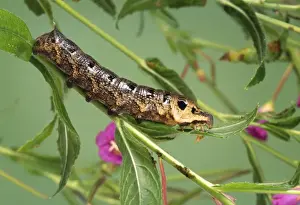 Elephant Hawk Moth Caterpillar Prints: Elephant Hawk-moth Caterpillar