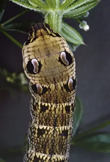 Unique Animal Wall Art Prints: Elephant Hawk Moth - Larva