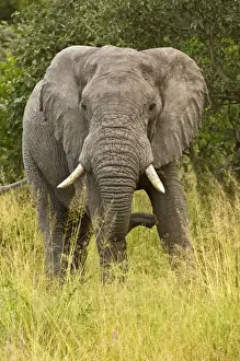 Geoff Trinder Photography Prints: Elephant - From front - Okavango - Botswana