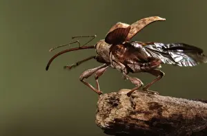 Insect Prints For Sale Prints: Elephant Weevil - taking off