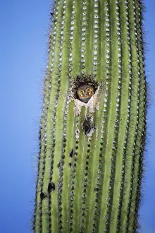 Nighttime Bird Photography Prints: Elf Owl