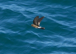 Elliots Storm Petrel / White-vented Storm Petrel - endemic Galapagos subspecies Elliots Storm Petrel / White-vented Storm Petrel - endemic Galapagos subspecies