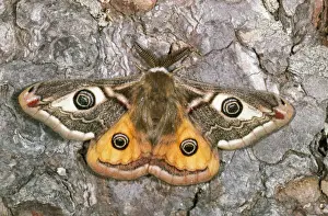 Wildlife Art Prints Online Prints: Emperor Moth
