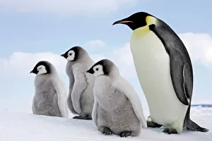 Emperor Penguin - Adult with 3 young Emperor Penguin - Adult with 3 young