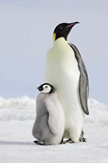 Images Dated 27th October 2006: Emperor Penguin - adult and chick. Snow hill island - Antarctica