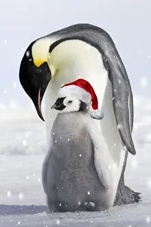 New images march 2022/emperor penguin adult chick wearing red New images march 2022/emperor penguin adult chick wearing red