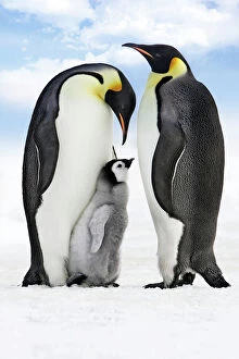 Images Dated 27th October 2006: Emperor Penguin - two adults with chick. Snow hill island - Antarctica