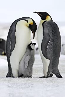 Images Dated 27th October 2006: Emperor Penguin - two adults with chick. Snow hill island - Antarctica