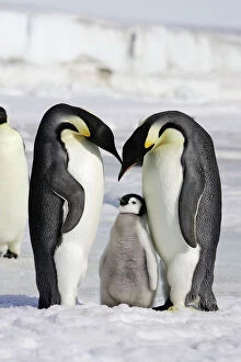 Images Dated 27th October 2006: Emperor Penguin - adults with chick. Snow hill island - Antarctica