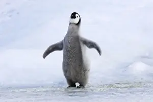 Rare Bird Species Images Prints: Emperor Penguin - chick singing'. Snow hill island - Antarctica
